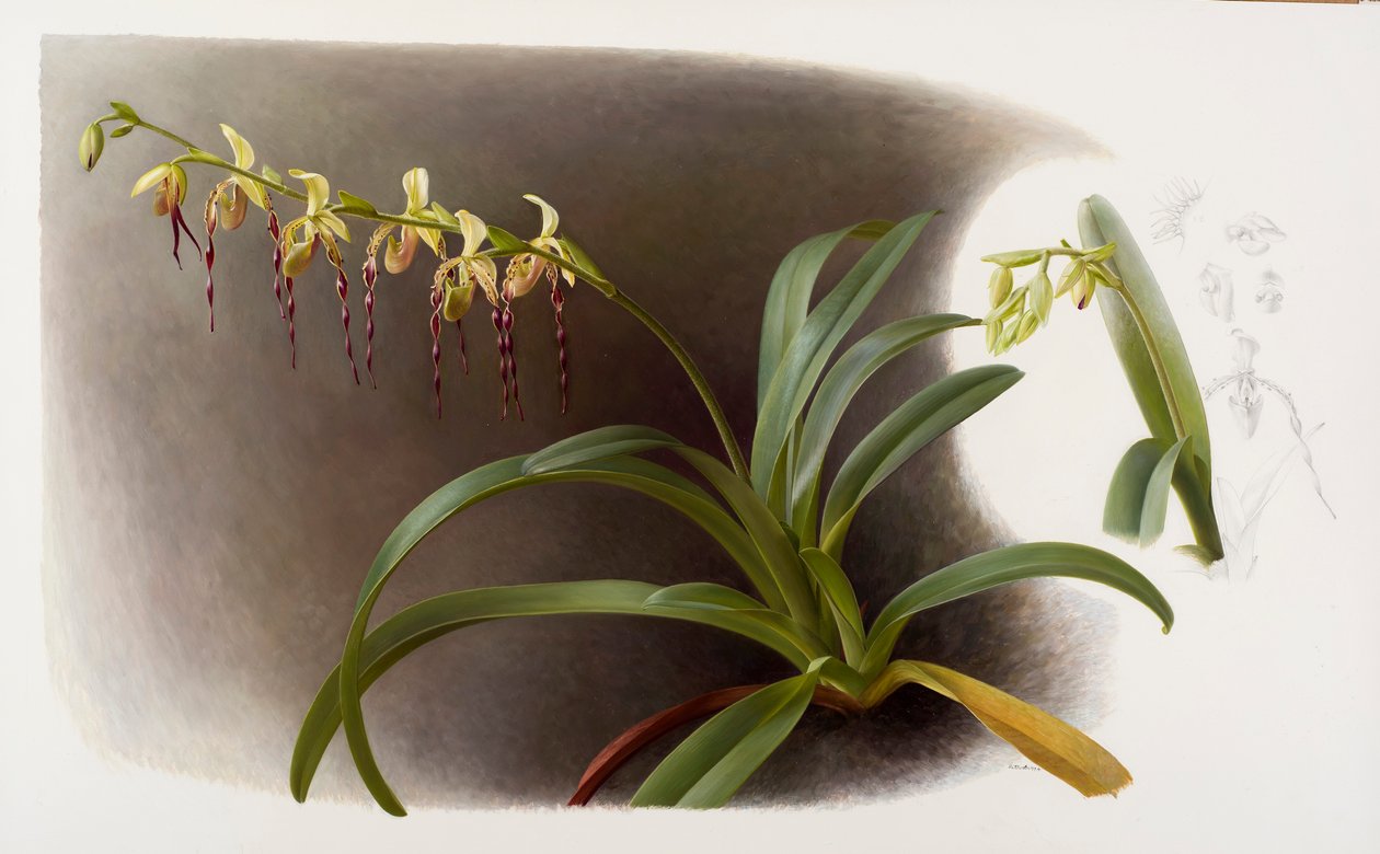 Orchideeën door Raymond Booth