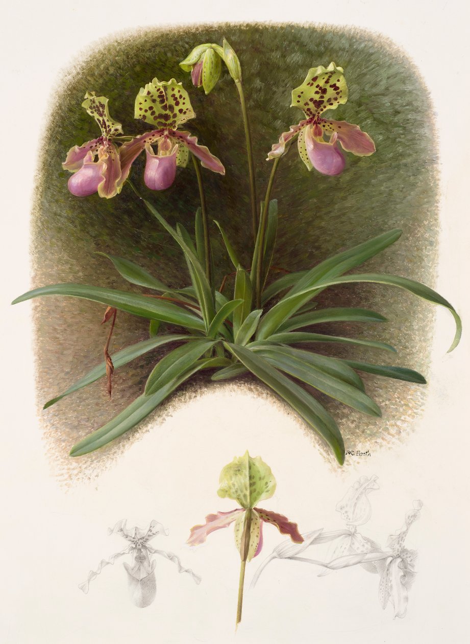 Paphiopedilium henryi (olieverf op papier) door Raymond Booth