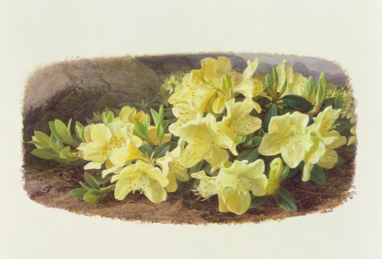 Rhododendron Keiski (olieverf op papier) door Raymond Booth