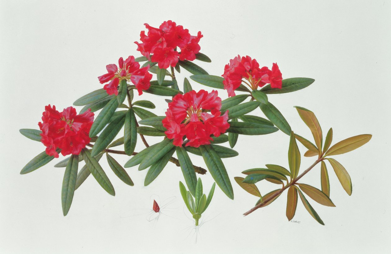 Rhododendron Microgynum door Raymond Booth