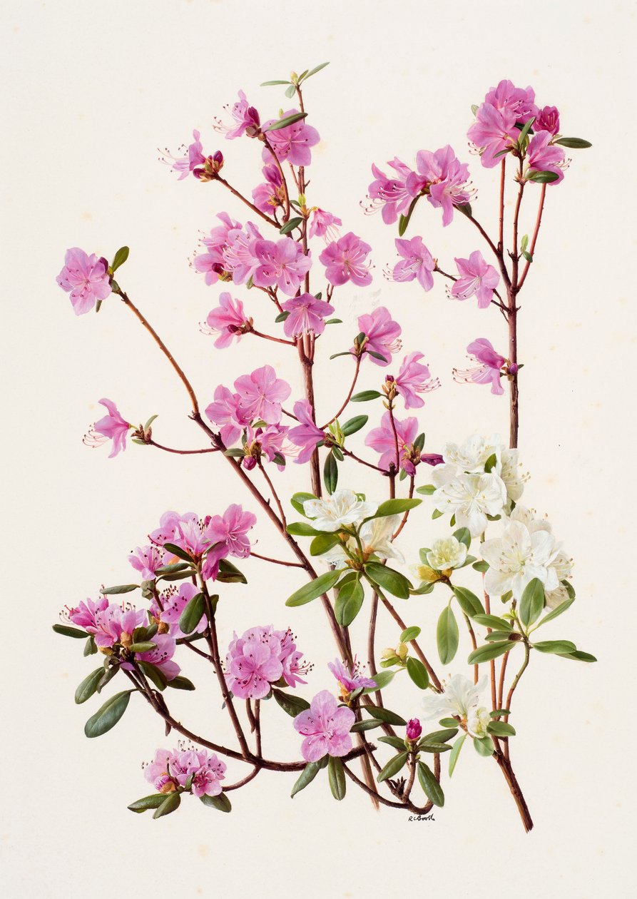Rhododendron dauricum (olieverf op papier) door Raymond Booth