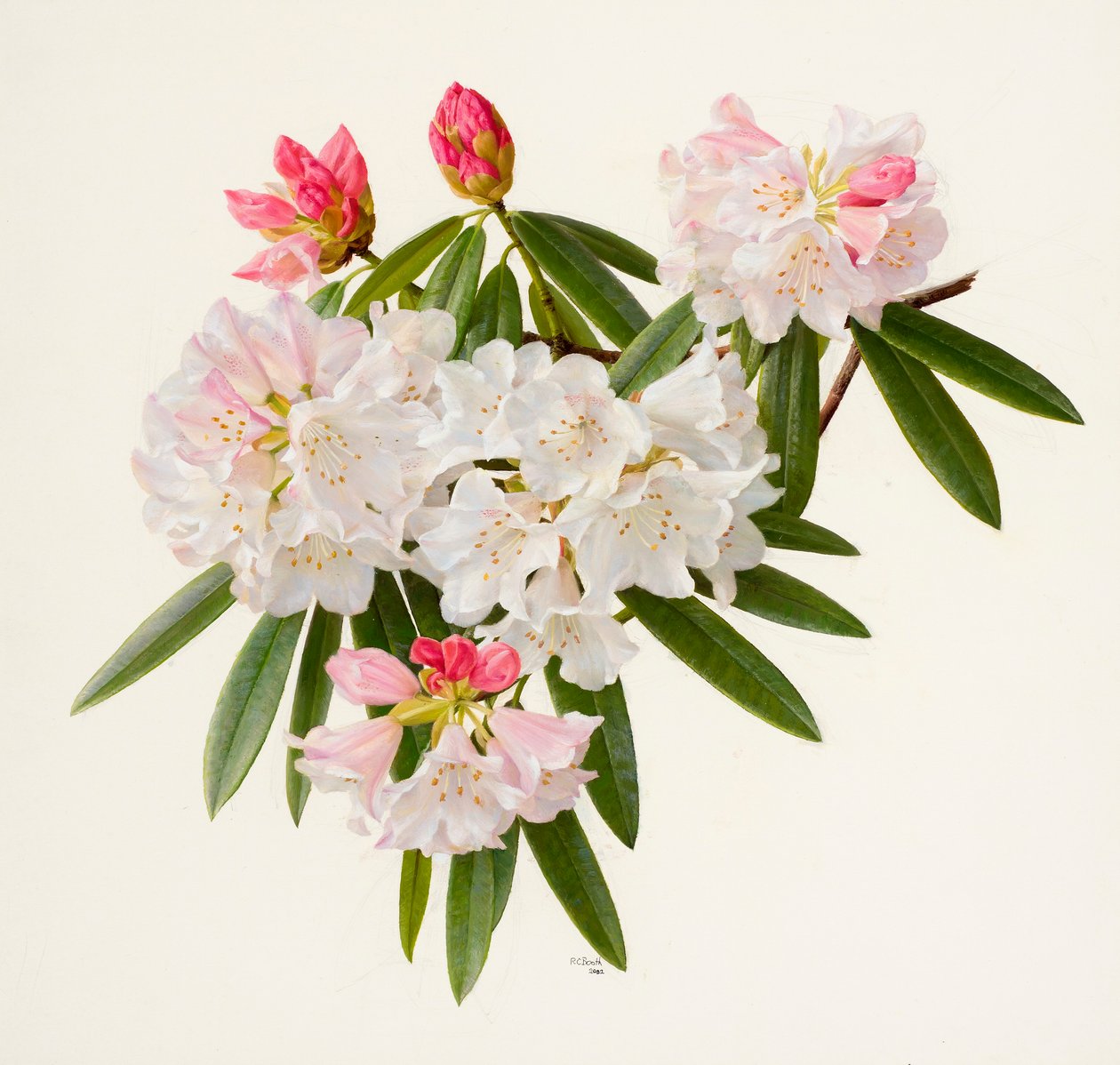 Rhododendron morii (olieverf op papier) door Raymond Booth