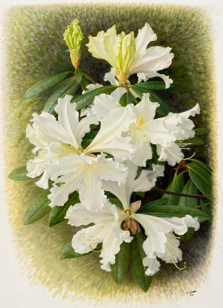 Rhododendron veitchianum, 2004 (olieverf op papier) door Raymond Booth