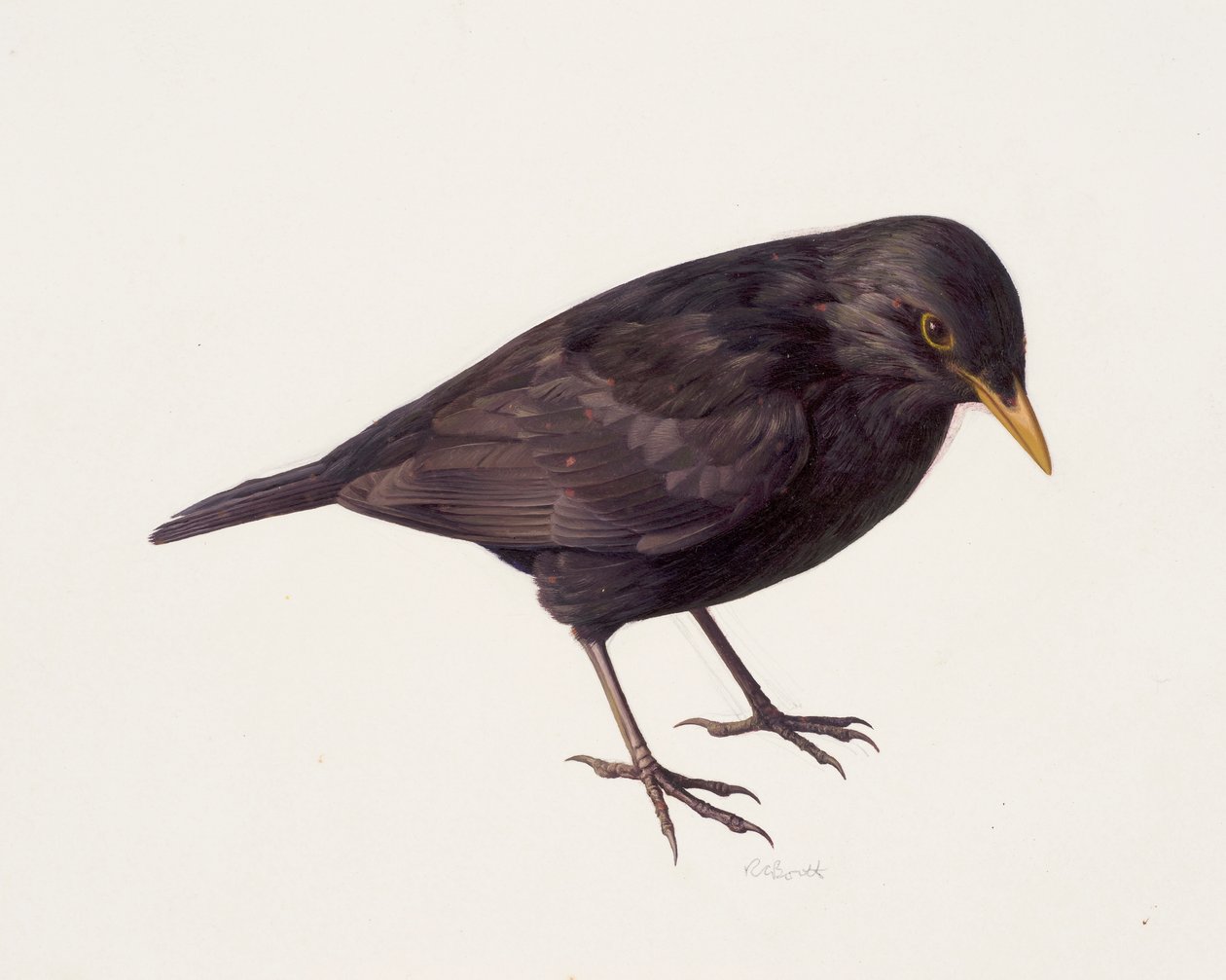 Studie van een merel (olieverf op papier) door Raymond Booth