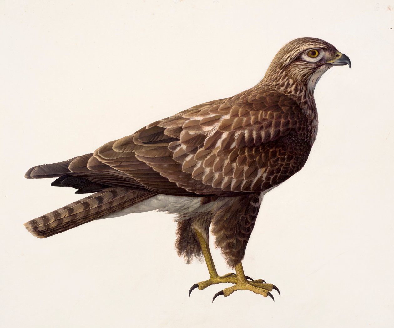 Studie van een buizerd (olieverf op papier) door Raymond Booth