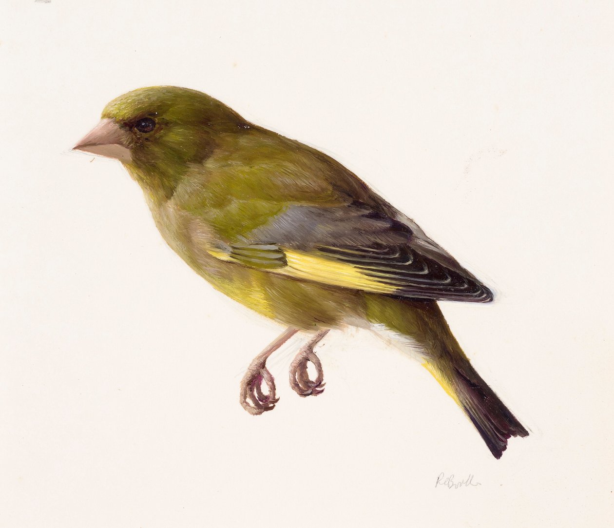 Studie van een groenling (olieverf op papier) door Raymond Booth