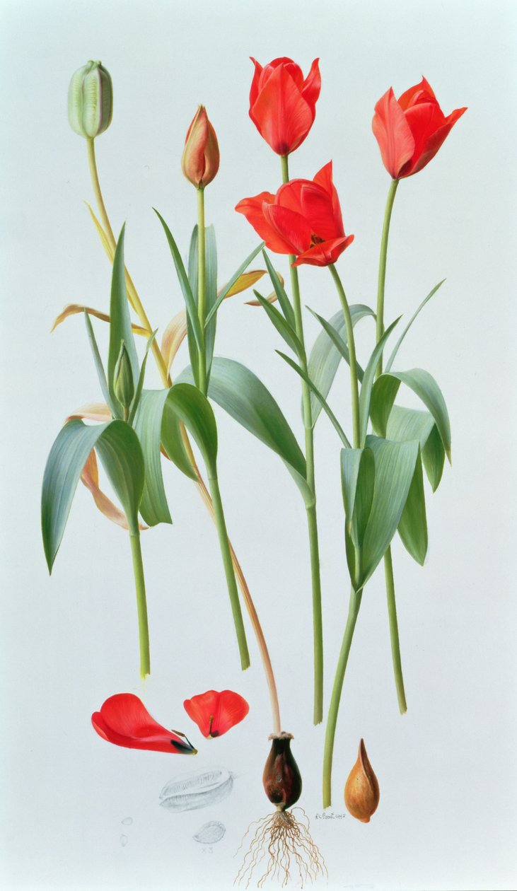 Tulp amabilis door Raymond Booth