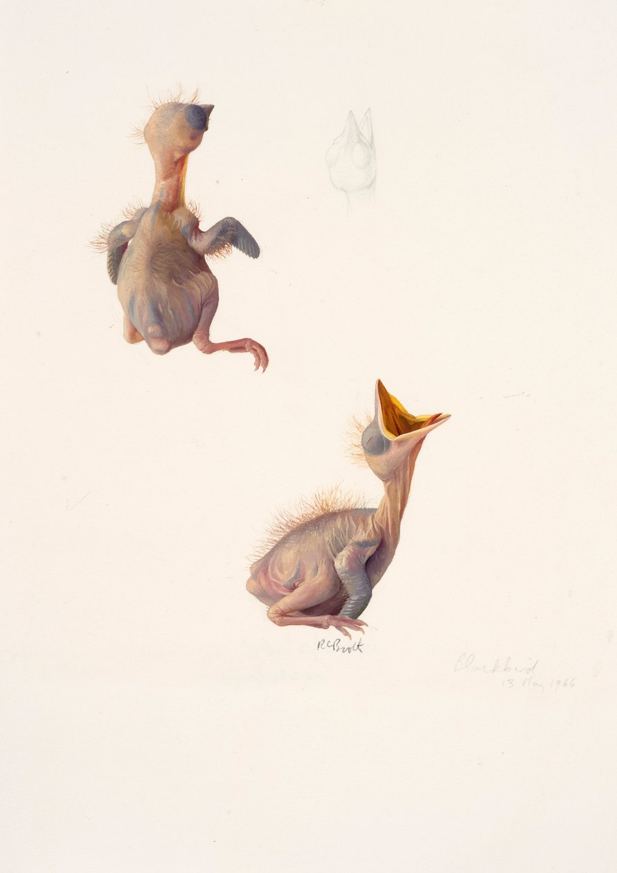Twee studies van een merelnest door Raymond Booth