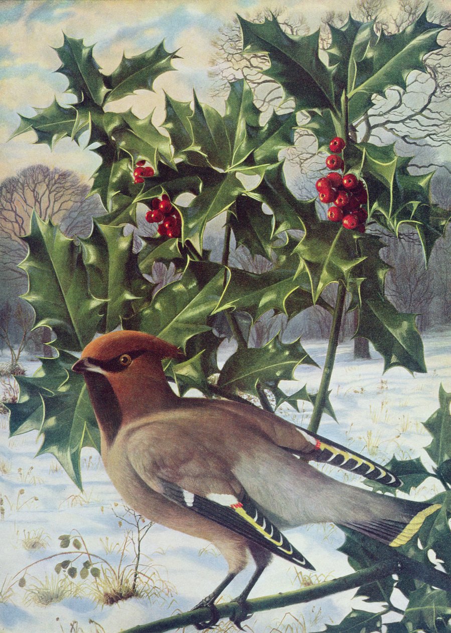 Pestvogel door Raymond Booth