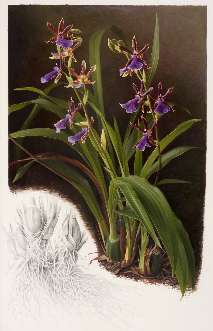 Zygopetalum hybride door Raymond Booth