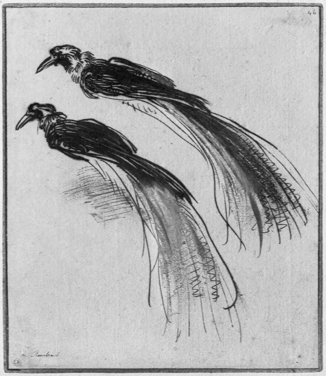 Vogels door Rembrandt van Rijn