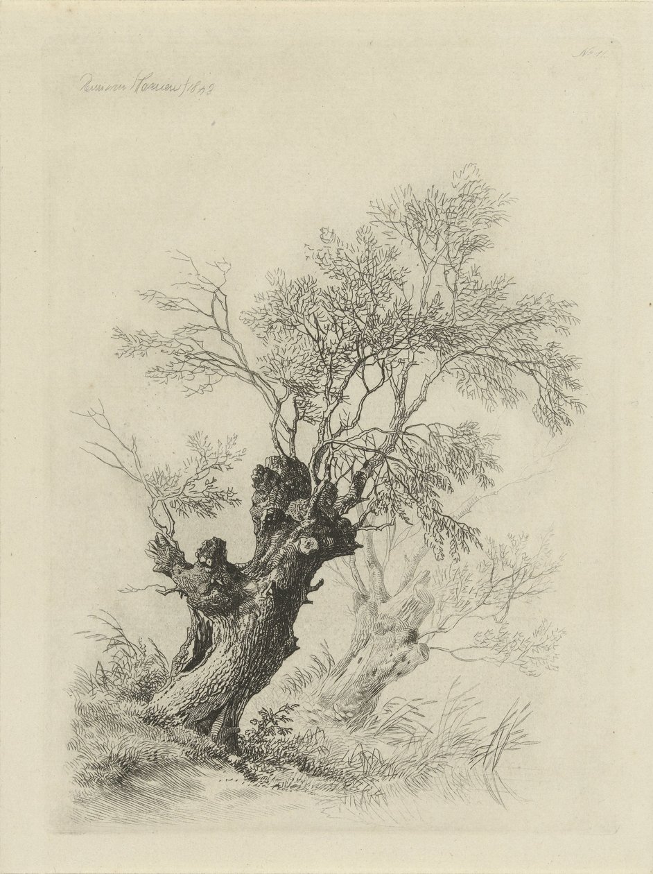 Wilgenboom door Remigius Adrianus Haanen