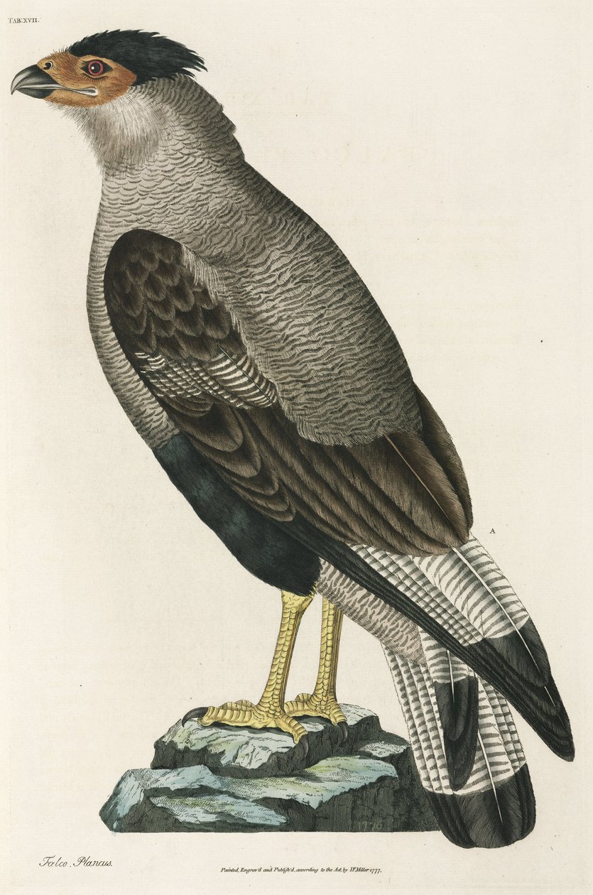 Kuifcaracara door John Pardon