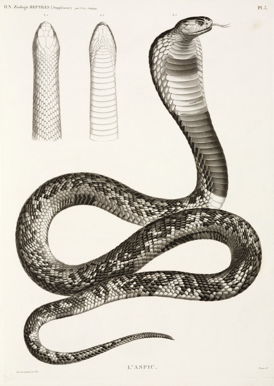 Egyptische cobra door John Pardon