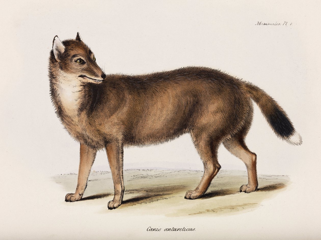 Vos, Falklandeilanden, ca. 1832-1836 door John Pardon