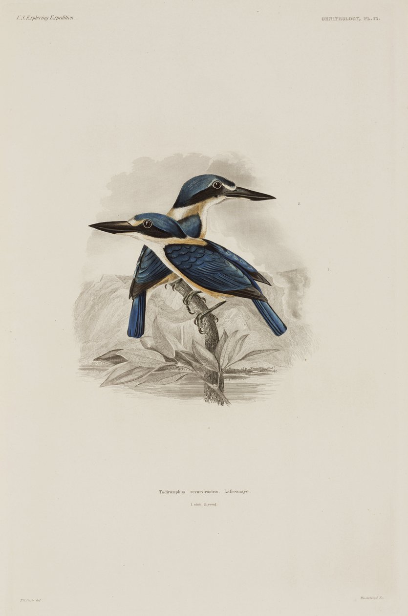 IJsvogels, Samoa door John Pardon