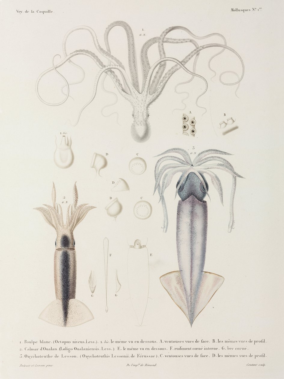Octopus en inktvis door John Pardon