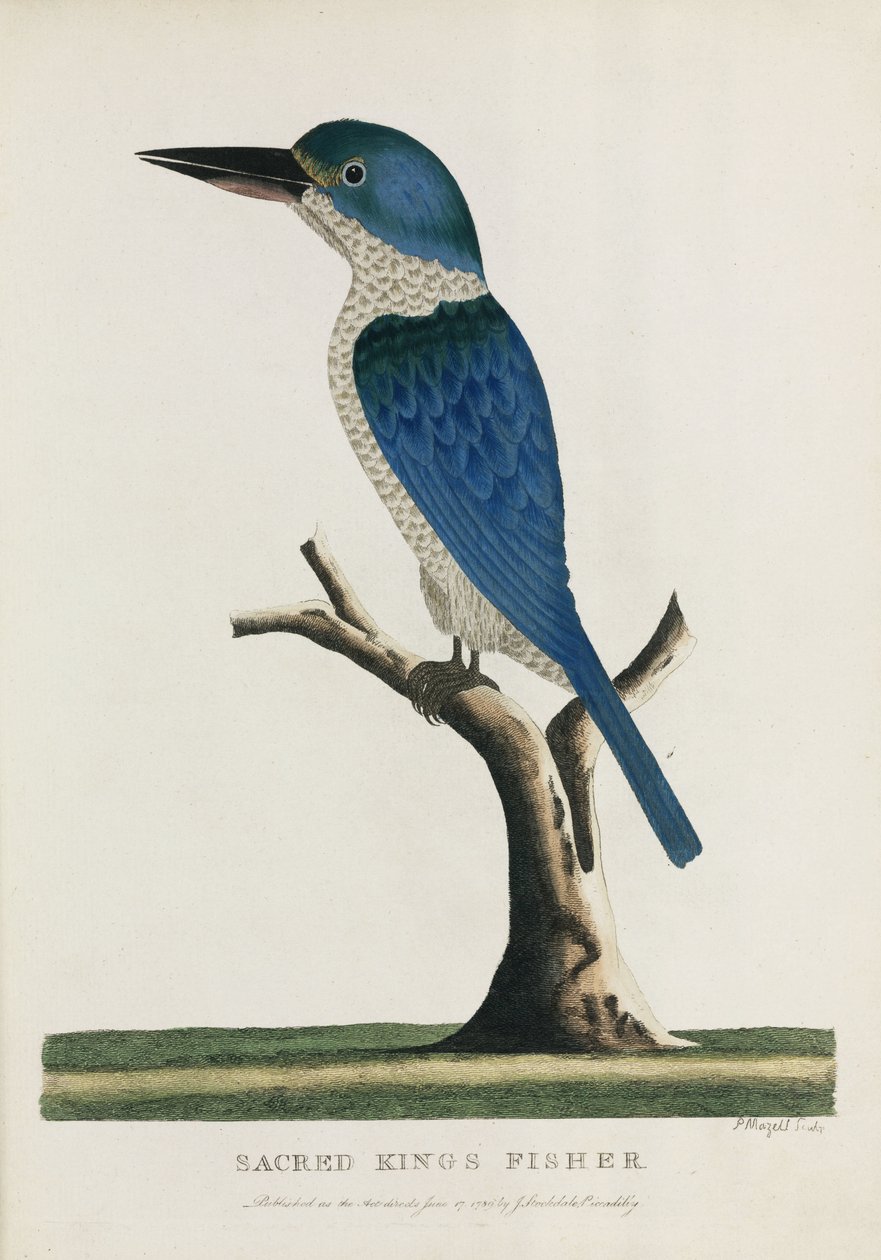 Heilige IJsvogel, Australië, ca. 1788 door John Pardon
