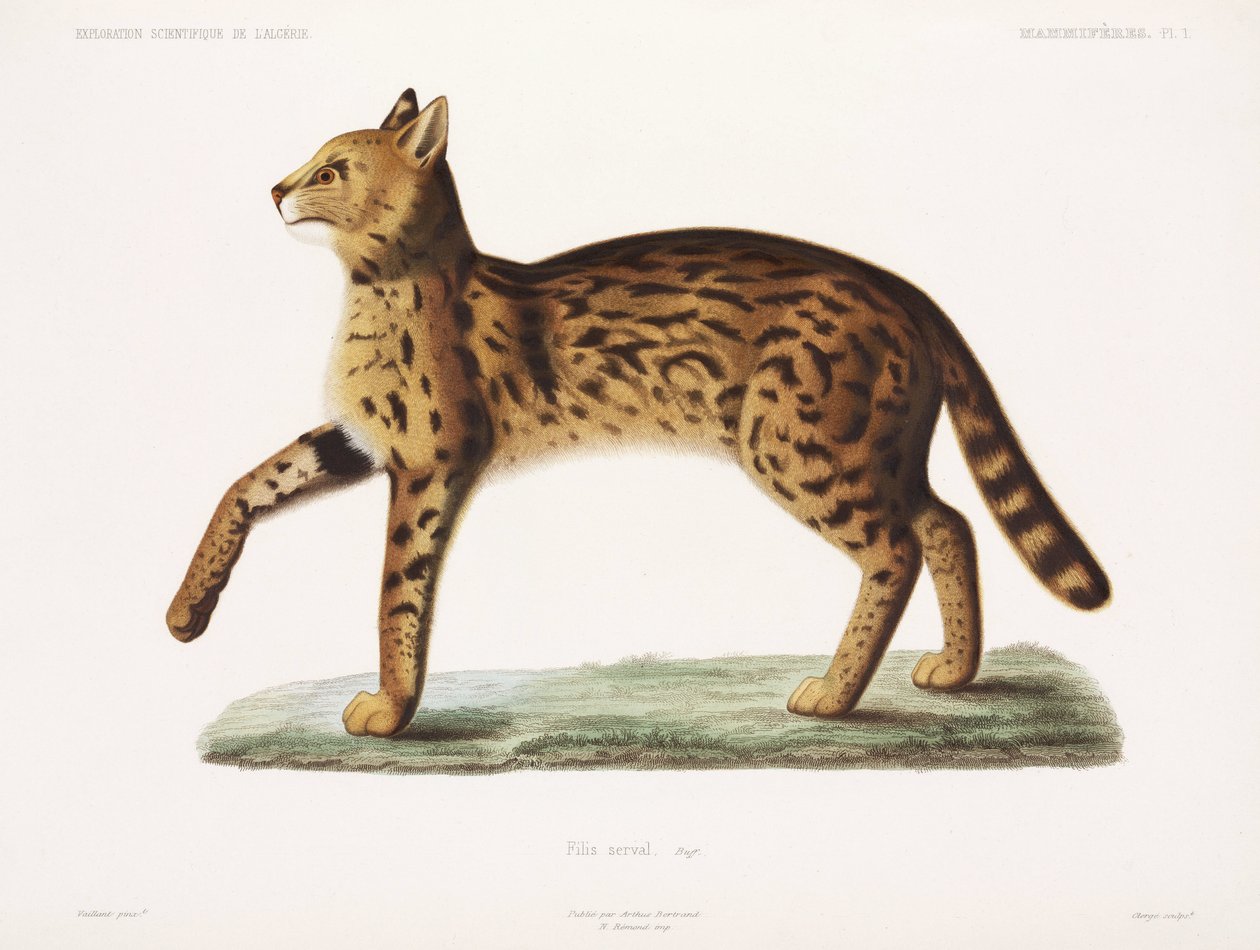 Serval, Algerije door John Pardon