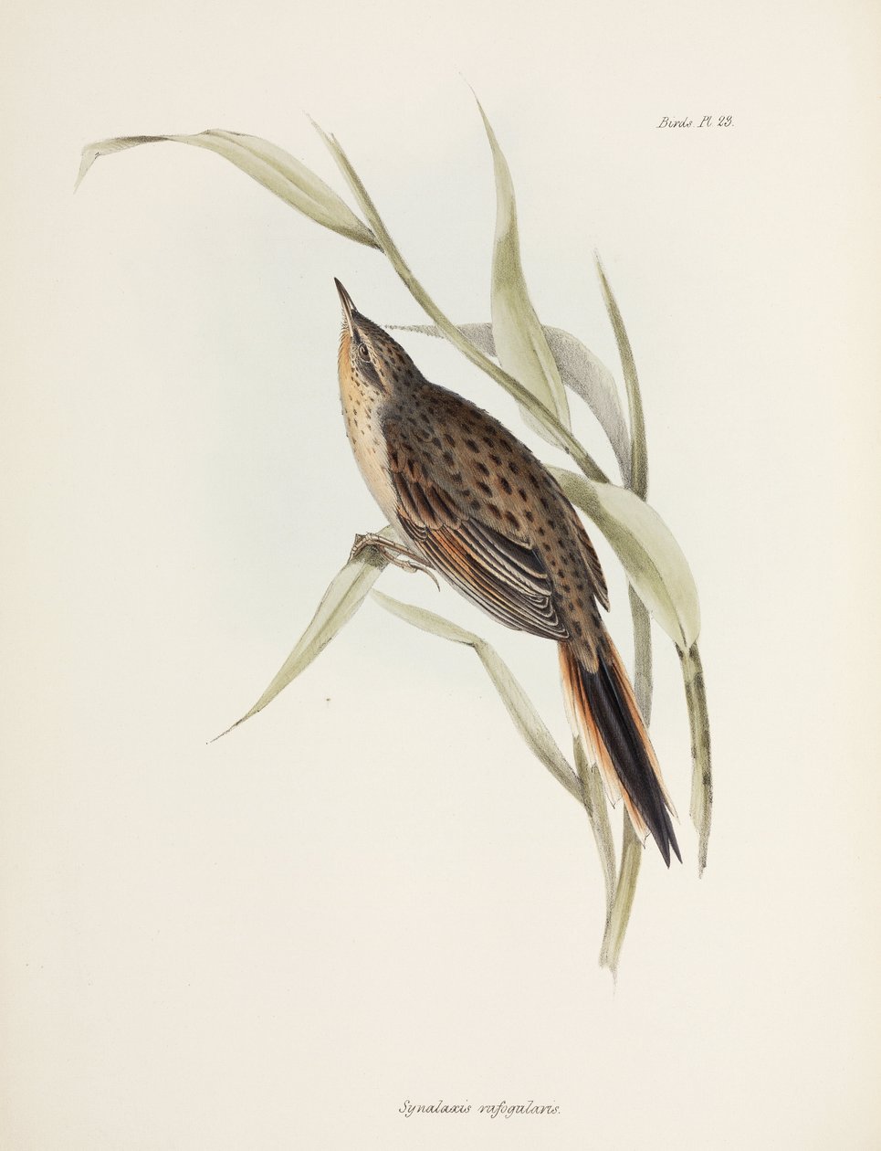 Stekelstaart, Zuid-Amerika, ca. 1832-1836 door John Pardon
