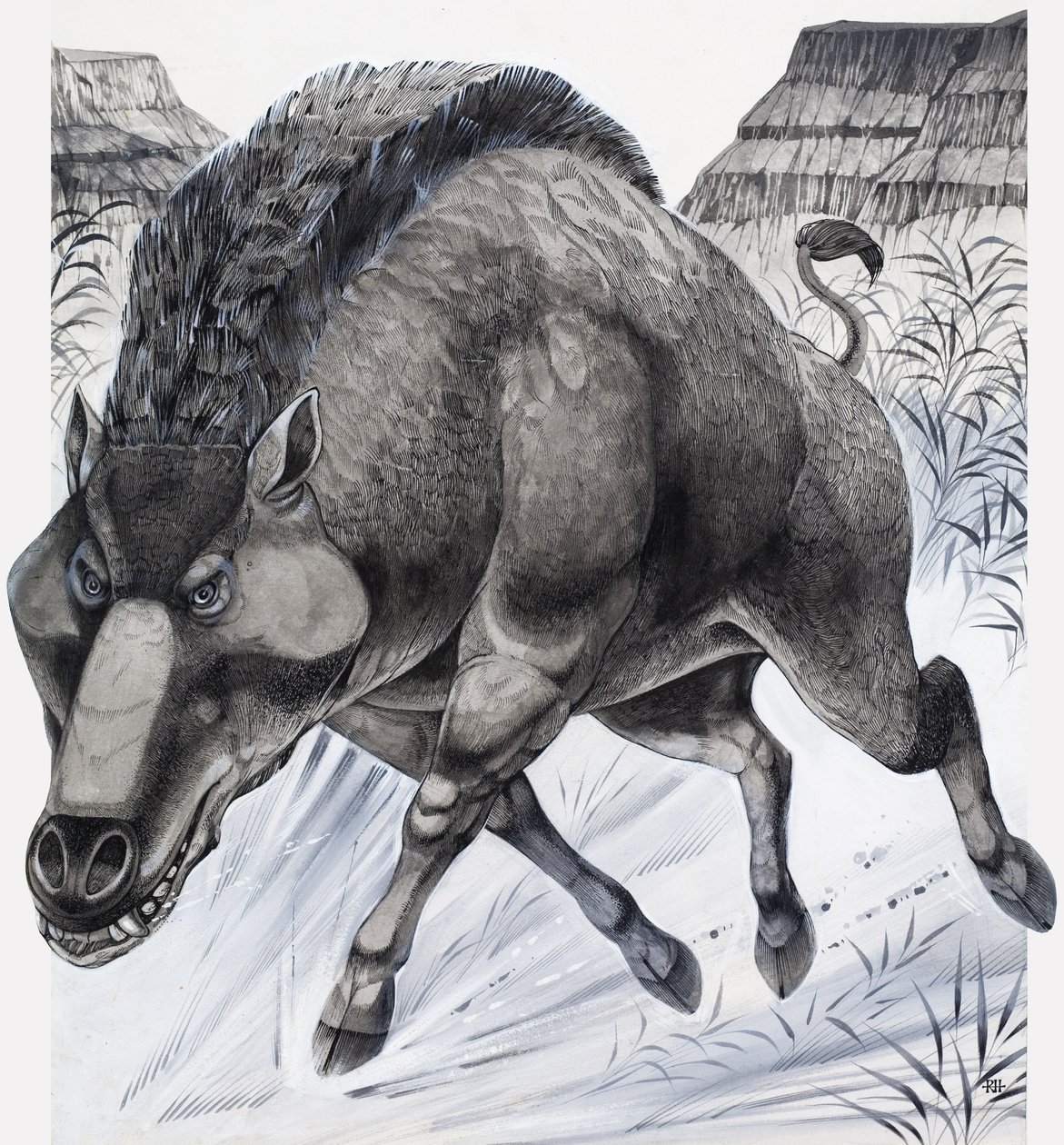 Daeodon (gouache op papier) door Richard Hook