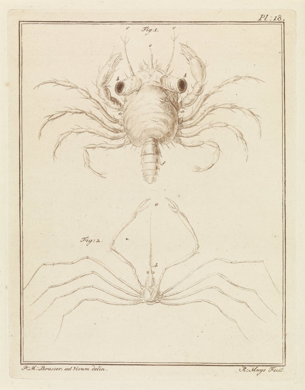 Strandkrab en een pijlkrabbensoort door Robbert Muys