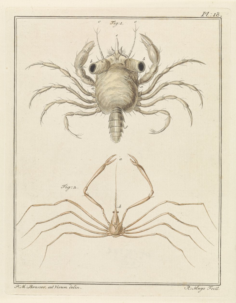 Strandkrab en een pijlkrabbensoort door Robbert Muys