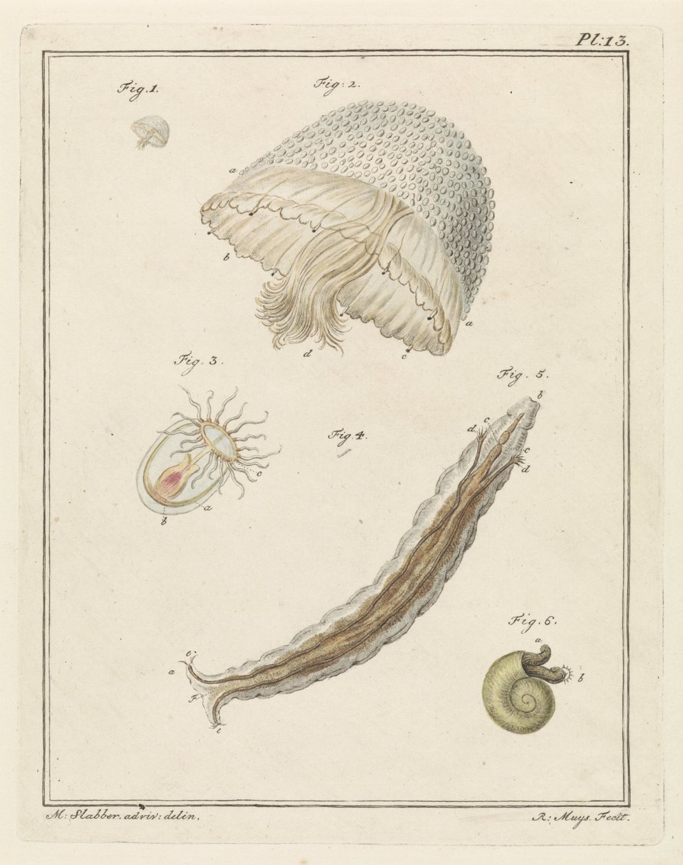 Verschillende zeedieren door Robbert Muys