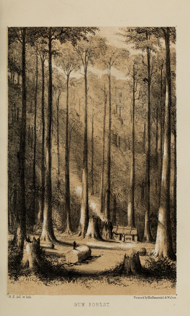 Gombos, aquarel door Robert Elwes (1819-1878), een rijke jonge Britse heer uit Norfolk door Robert Elwes