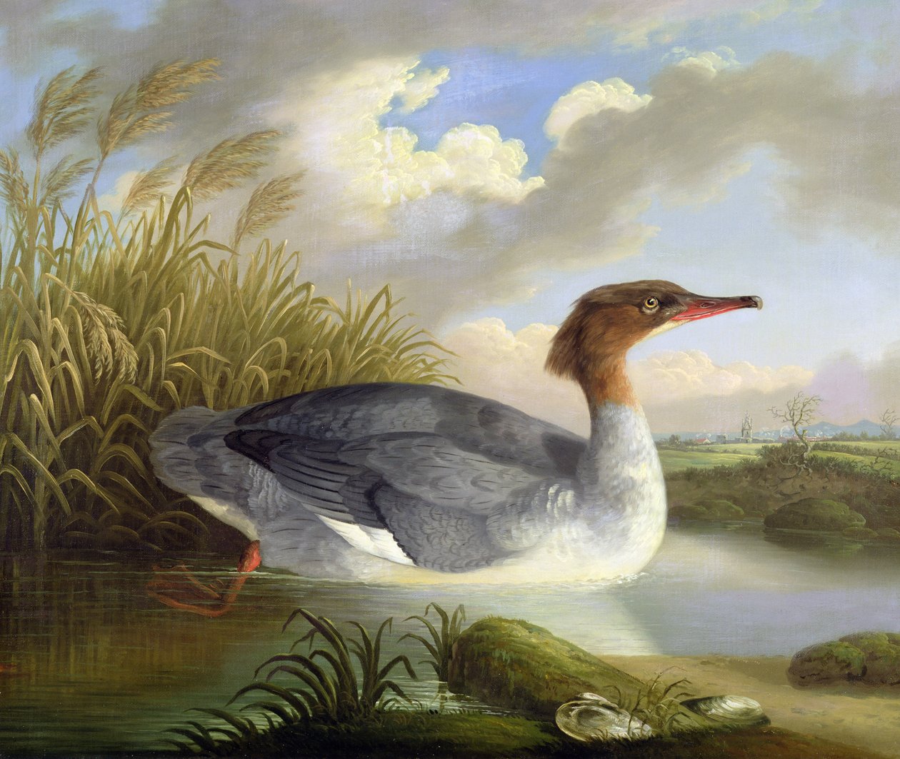 Een duiker (grote zaagbek) door Robert Wilkinson Padley