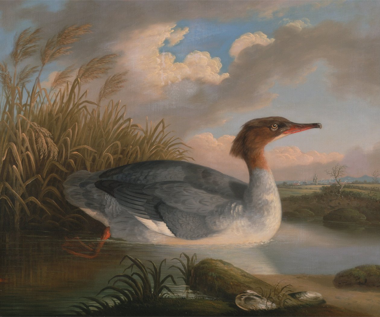 Een grote zaagbek door Robert Wilkinson Padley