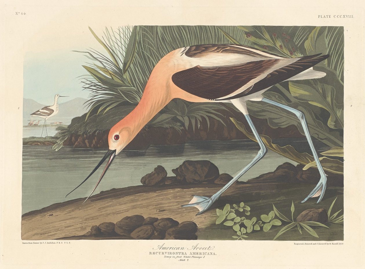 Amerikaanse Avocet, 1836 door Robert Havell