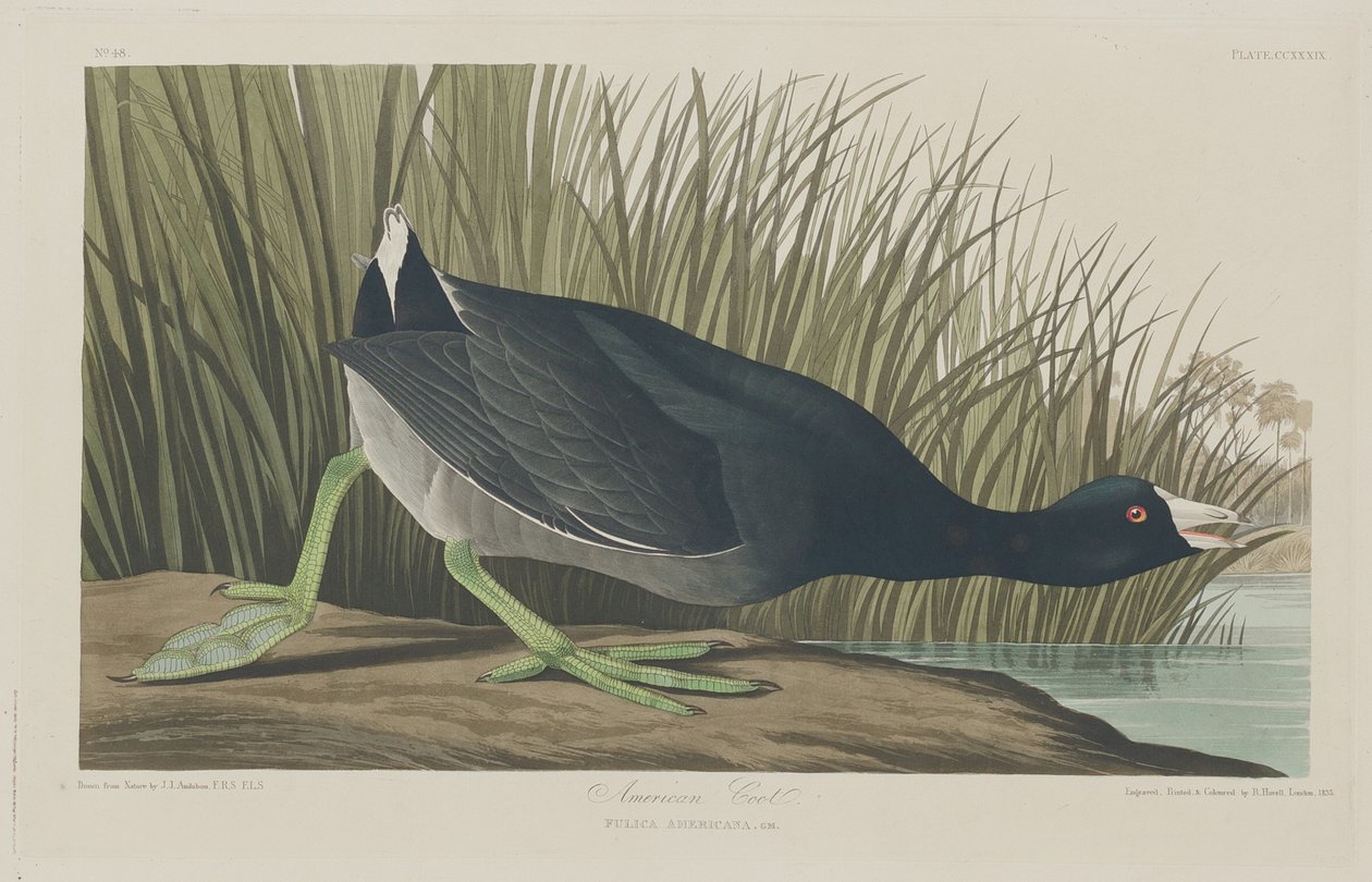 Amerikaanse meerkoet, 1835 door Robert Havell