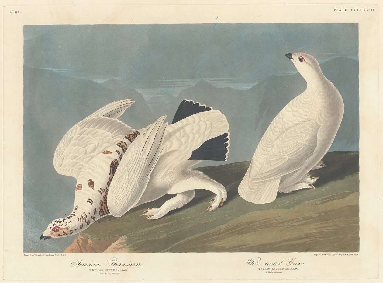 Amerikaanse Sneeuwhoen en Witstaartpatrijs, 1838 door Robert Havell