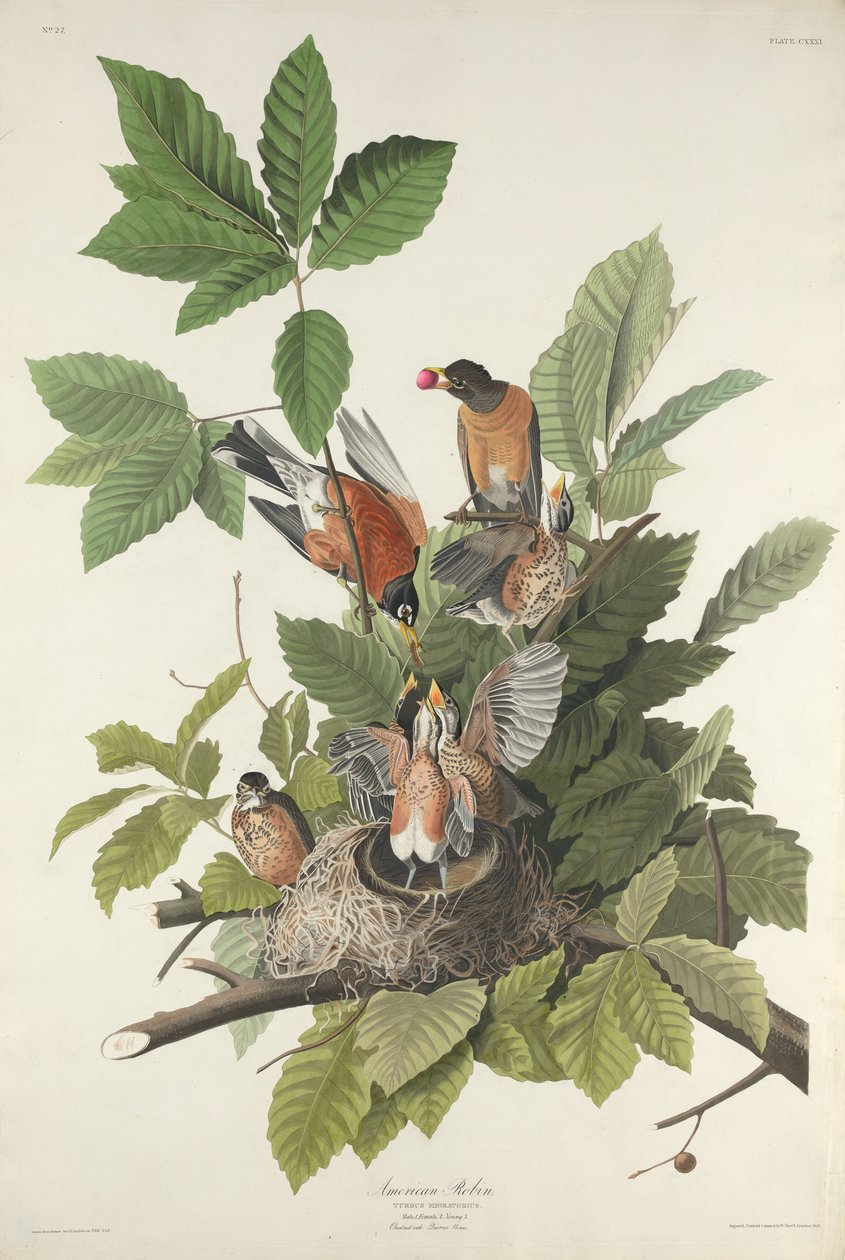 Amerikaanse roodborst, 1832 door Robert Havell