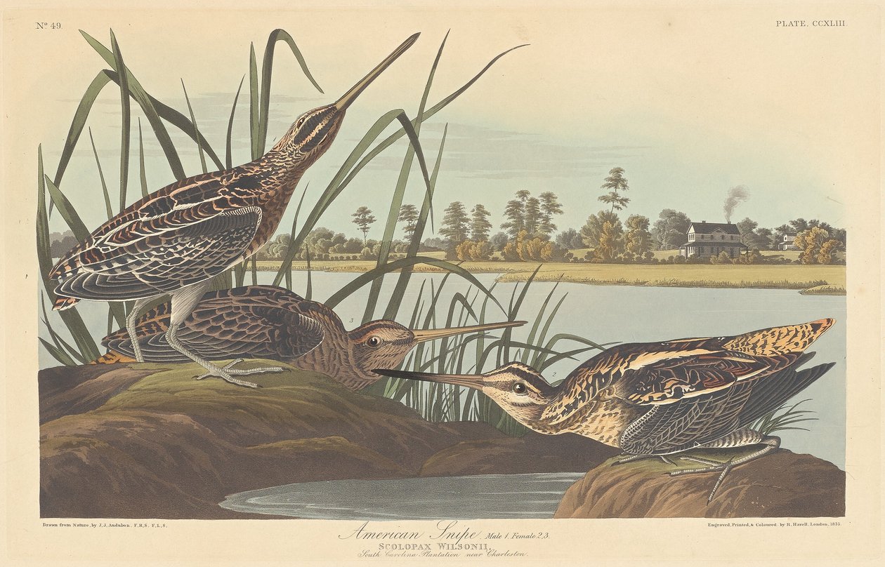 Amerikaanse Snip, 1835 door Robert Havell