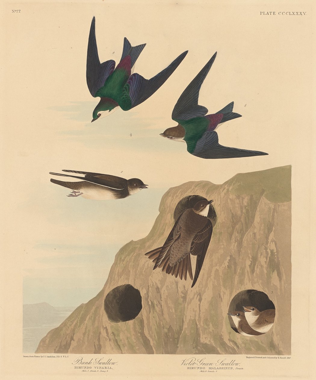 Oeverzwaluw en violetgroene zwaluw, 1837 door Robert Havell
