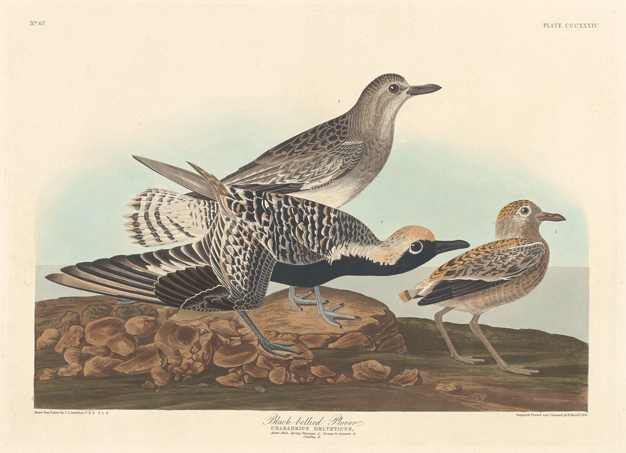 Zwartbuikplevier, 1836 door Robert Havell