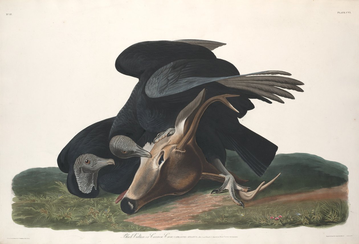 Zwarte gier, 1831 door Robert Havell