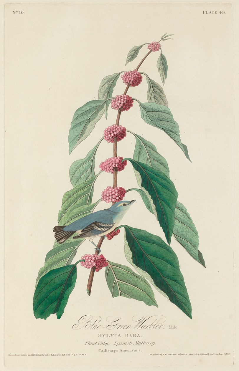 Blauwgroene zanger, 1828 door Robert Havell