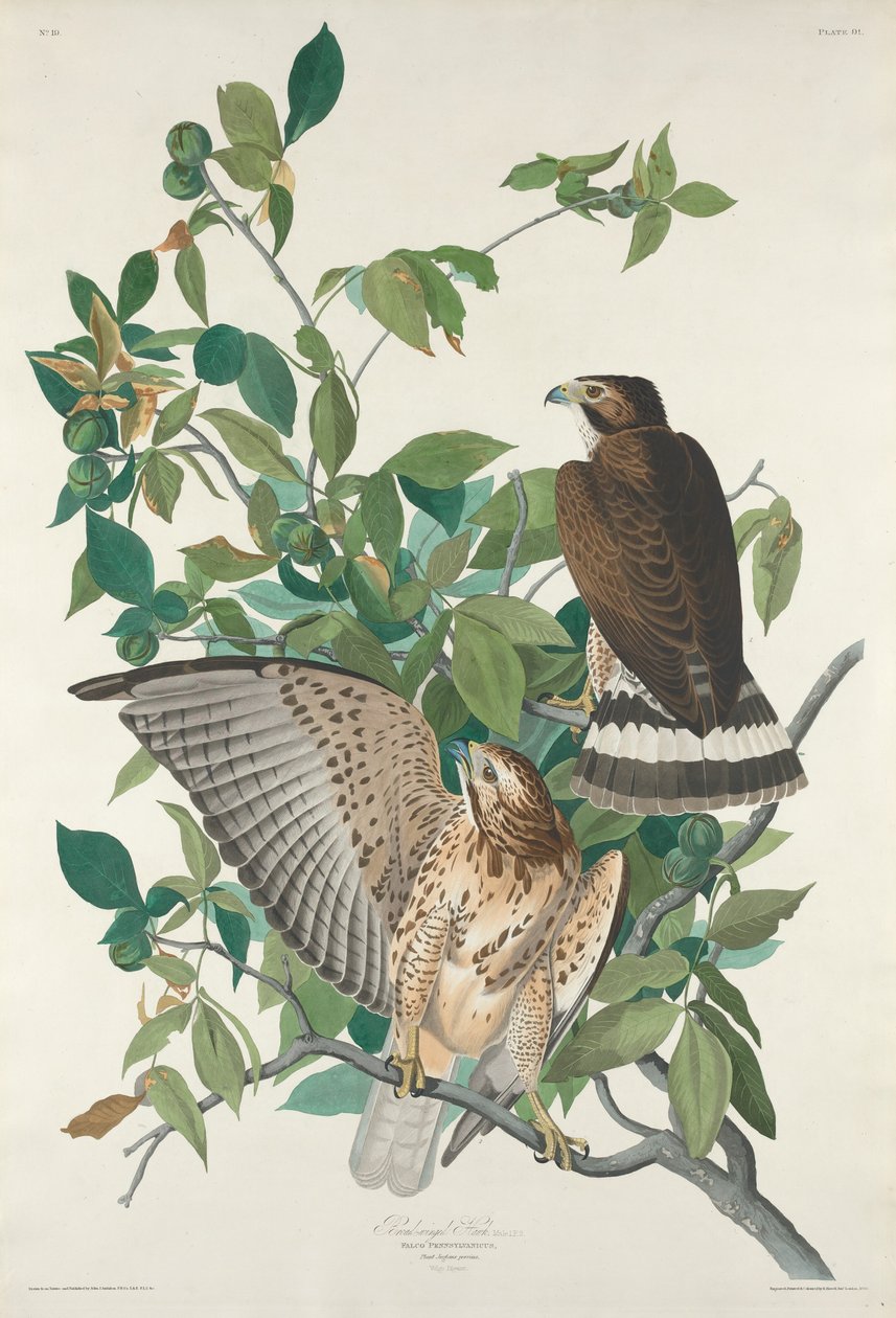 Breedvleugelbuizerd door Robert Havell