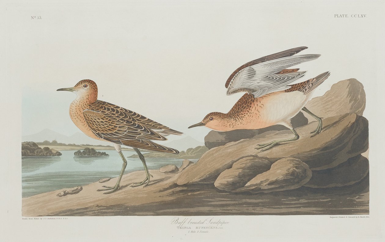 Buff-breasted Sandpiper, 1835 door Robert Havell