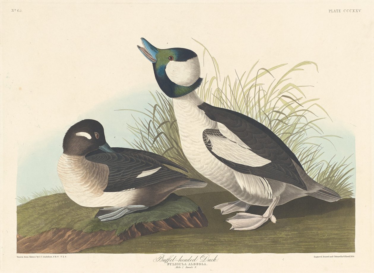 Buffelkop-eend, 1836 door Robert Havell