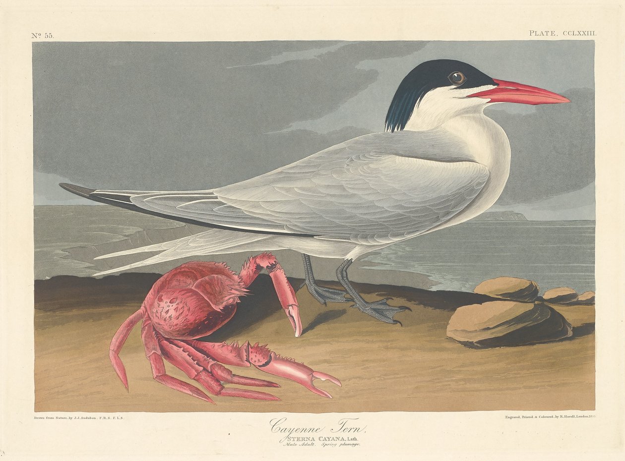 Cayenne Stern, 1835 door Robert Havell