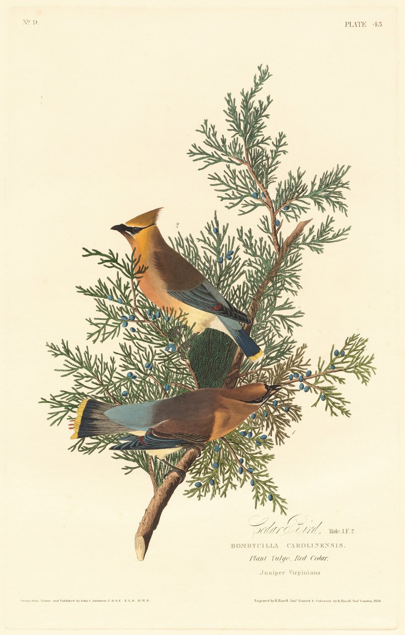 Cedar Bird, 1828 door Robert Havell
