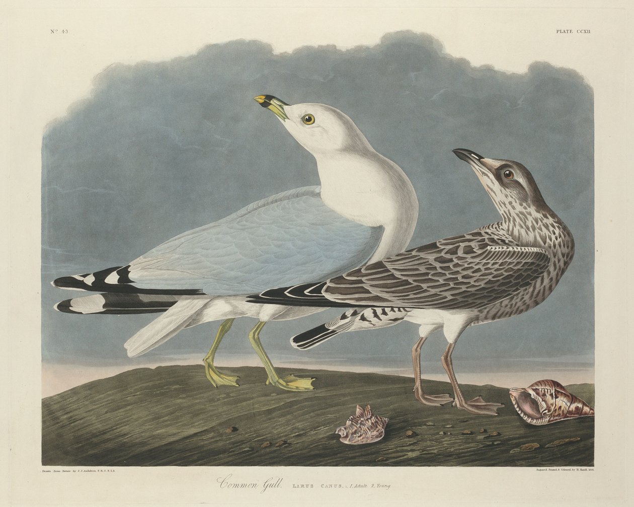 Zilvermeeuw door Robert Havell
