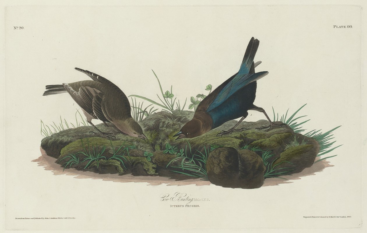 Koevink door Robert Havell