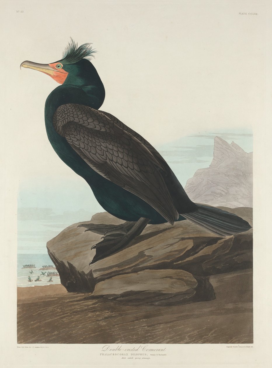 Dubbelkuif aalscholver, 1835 door Robert Havell