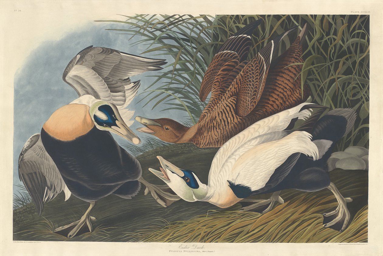 Eidereend, 1835 door Robert Havell