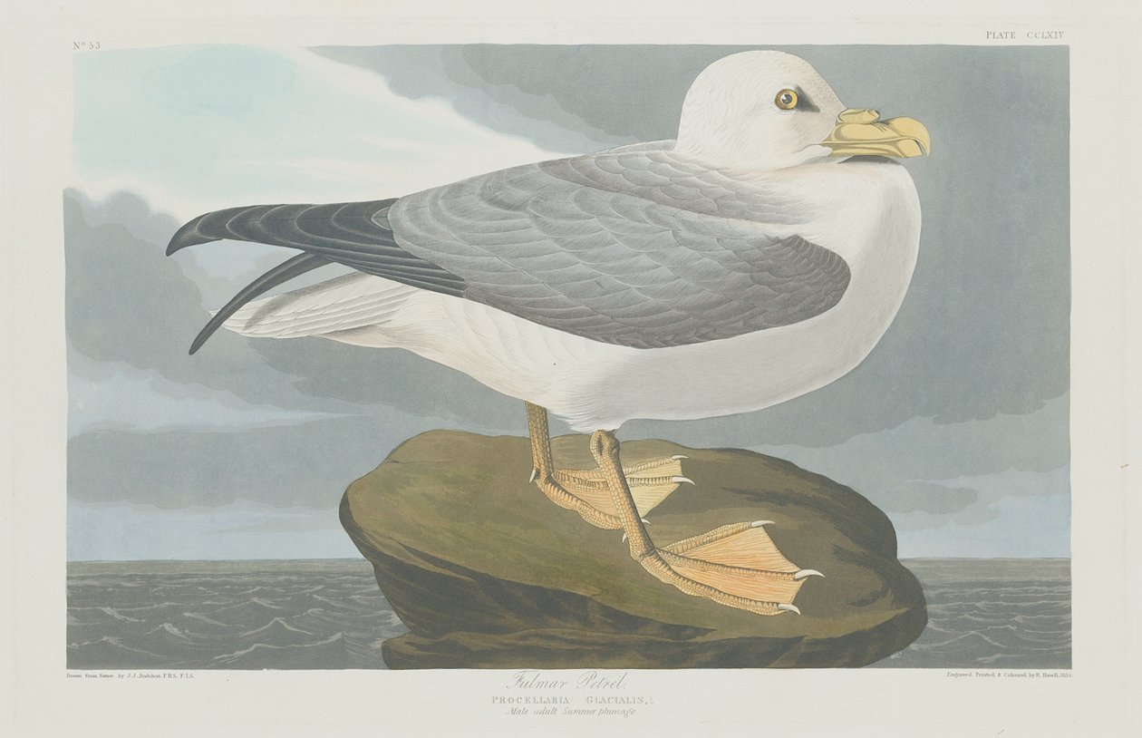 Fulmer Stormvogel door Robert Havell